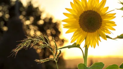 Україну накриє погода на контрастах: спека до +37 і шквали із грозами - фото