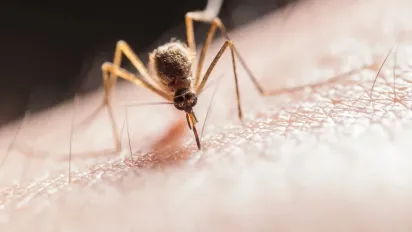 Смачний аромат замість хімії: як простий інгредієнт з кухні відлякує комарів - фото