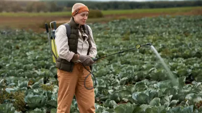 Як врятувати капусту від білокрилки: найефективніший натуральний засіб - фото