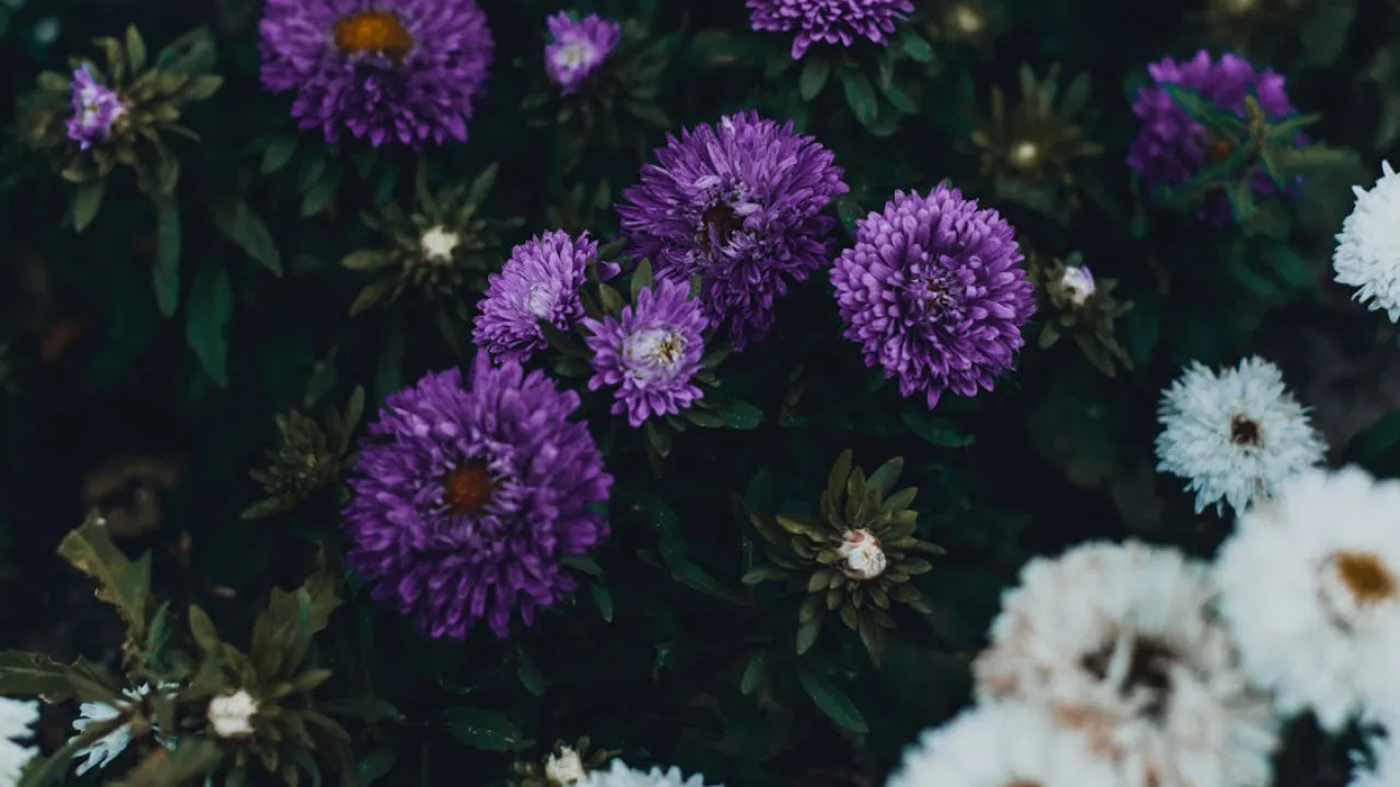 Як оформити сад в затінку: перелік тіньолюбних квітів 