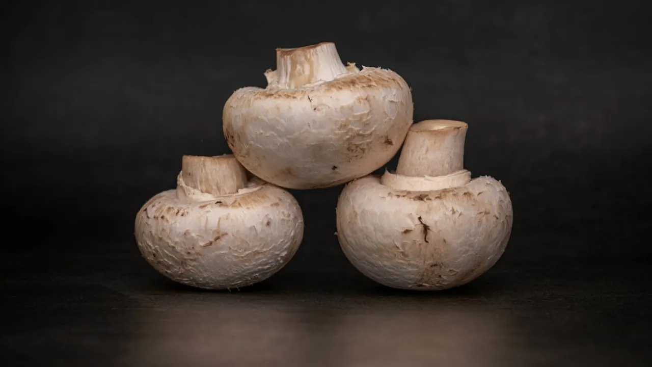 Як виростити лісові гриби біля дому: детальна інструкція 