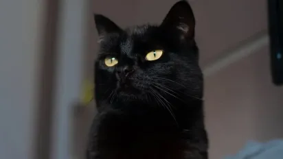 Коли котик не зводить з вас очей: що стоїть за цією звичкою - фото