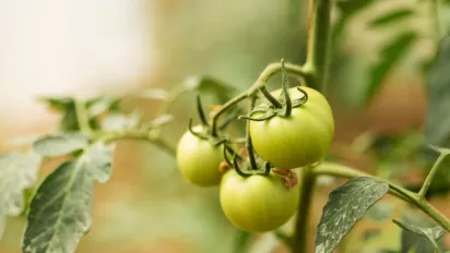 Що не можна садити поруч із помідорами: поради для вдалого врожаю - фото