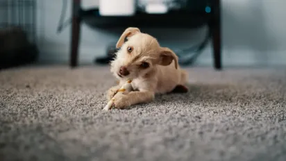 Неприємний запах від килима: як позбутися без хімії - фото