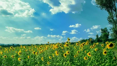 Що клали до кишені 26 червня, щоб увесь рік гроші водились: народні прикмети - фото