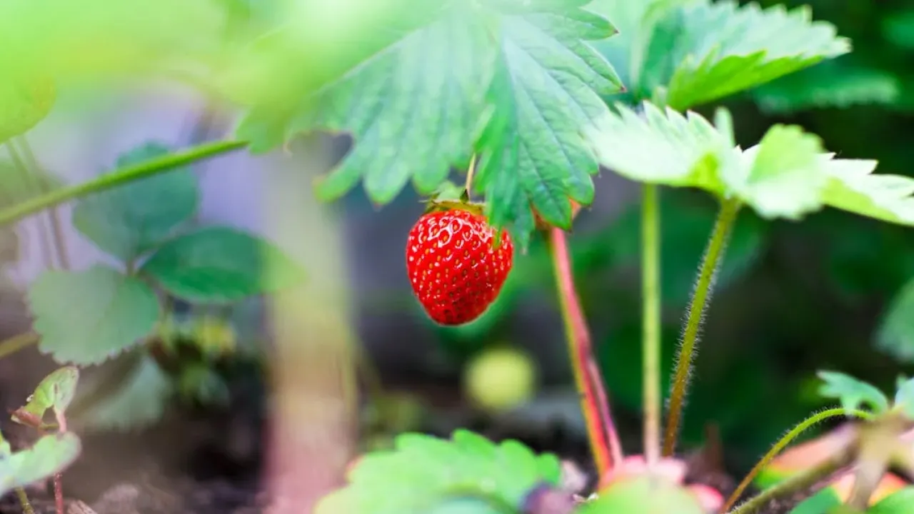 Чим підживити полуницю після збору, щоб другий урожай був ще ряснішим 