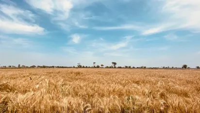Температурні гойдалки та дощі: прогноз погоди на четвер в Україні - фото