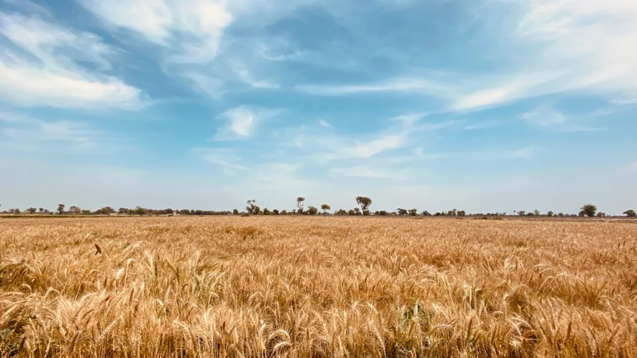 Температурні гойдалки та дощі: прогноз погоди на четвер в Україні 