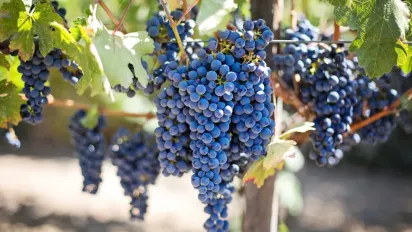 Не знищуйте бур’яни: вони допоможуть виростити солодкий виноград без хімії - фото