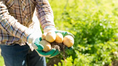 Як збільшити врожай картоплі в липні: важливі поради для городників - фото