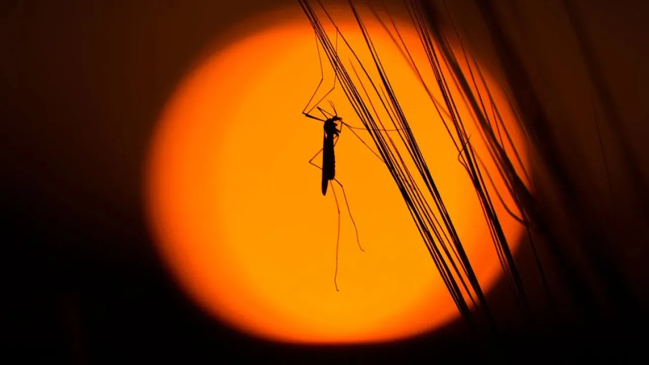 Як захиститись від комарів та кліщів без хімії: засоби для дорослих і дітей 