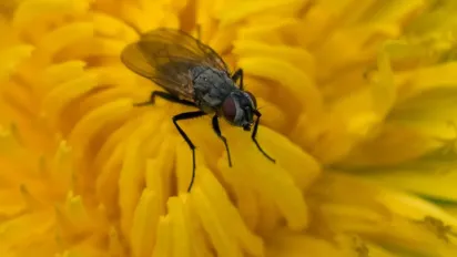 Запахи, які виганяють мух із дому: народні методи - фото