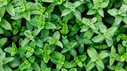 Секрети вирощування м'яти в саду: як зробити її пишною та ароматною - фото