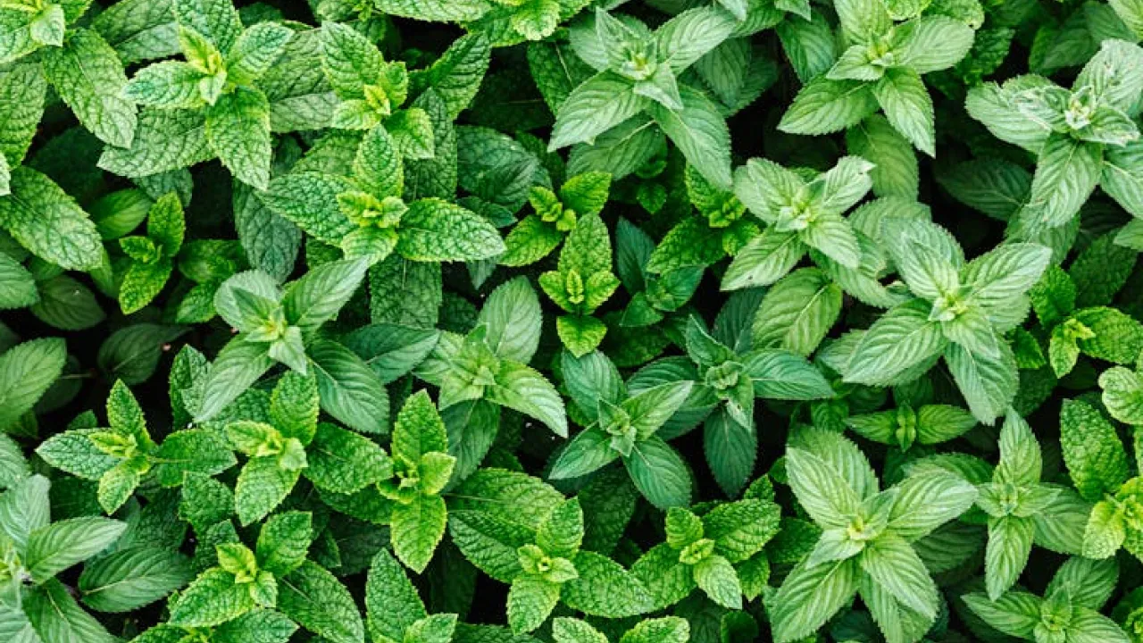 Секрети вирощування м'яти в саду: як зробити її пишною та ароматною 