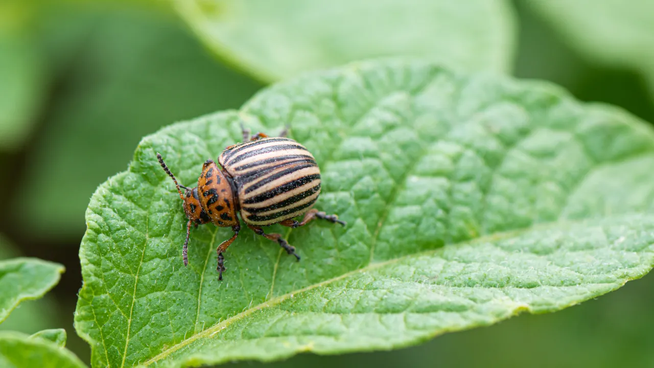 Як позбутися колорадських жуків без хімікатів – перевірені народні засоби 