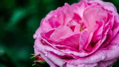 Як доглядати за трояндами після цвітіння: корисні поради для здоров’я кущів - фото