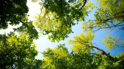 Сад, що приносить добробут: які дерева залучають гроші у дім - фото