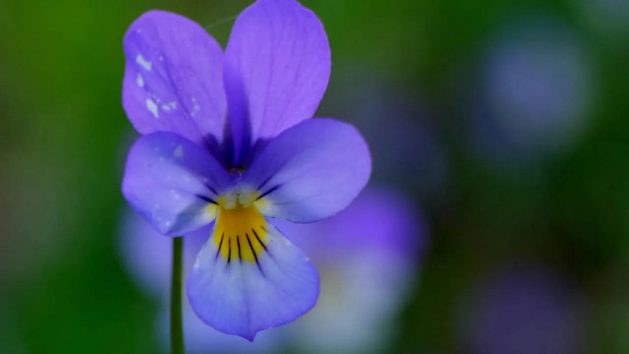 Фіалка не перестає цвісти: прості рецепти підживлення з кухні 