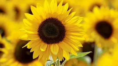 Чому 28 червня вважають днем невдач: народні прикмети та традиції - фото