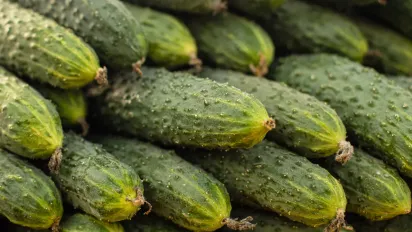 Чому огірки стають гіркими і як цього уникнути: поради для дачників - фото
