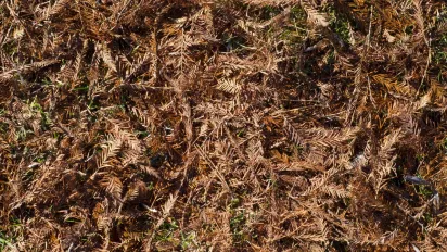 Хвойний опад, тирса, трава, листя горіха або перегній: що та чим краще мульчувати - фото