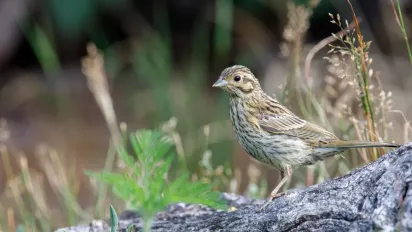 29 червня – День Петра і Павла: традиції, заборони та народні прикмети - фото