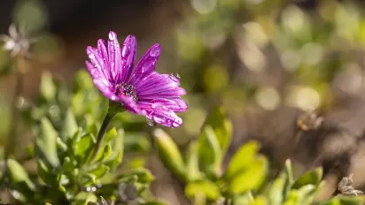 "Прохолода, вітер і локальні дощі": якою буде погода в Україні 29 червня - фото