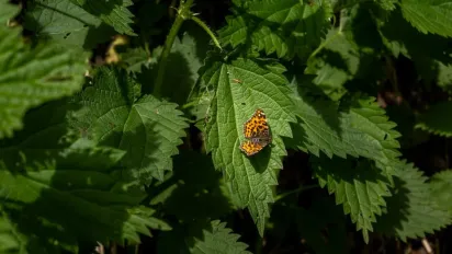 Чудовий настій з кропиви для підживлення городу: користь і рецепти приготування - фото