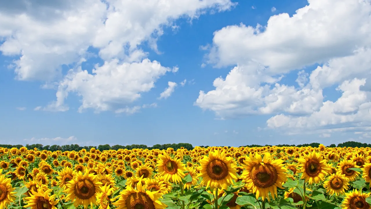 В Україну йде потужна спека: розігріє до +38° 