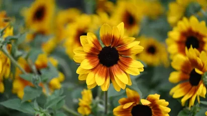 Липень почнеться з пекельної спеки: температура різко зросте до +35° і вище - фото