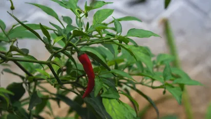 Чим підживити перець у липні: найкращі способи для рясного врожаю - фото