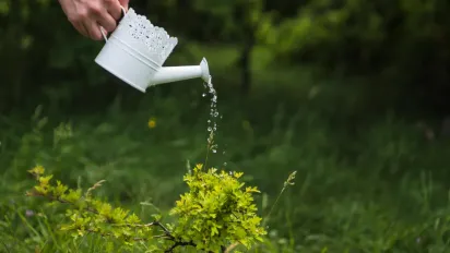 Коли найкраще поливати рослини влітку: вранці чи ввечері? - фото