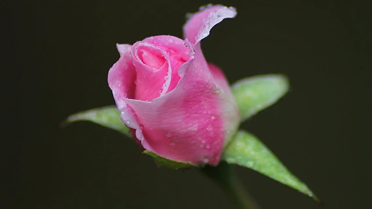 Опадає листя троянди — це не випадково: розбір найпоширеніших причин 