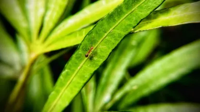 Ефективна боротьба з мурахами в домашніх умовах без хімії - фото