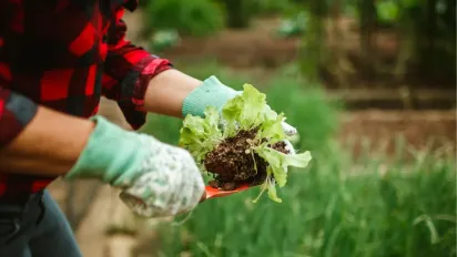 Квіти, які мають рости на городі: покращують врожай і очищають ґрунт - фото