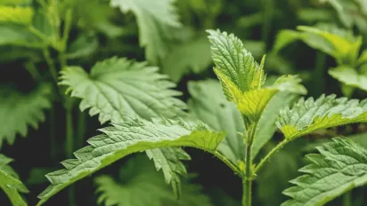 Як перетворити бур’яни на природне добриво: поради досвідчених городників - фото