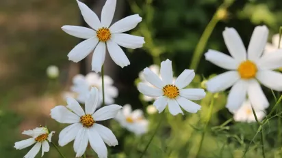 Україну накриє хвиля спеки до +38°: прогноз синоптика - фото