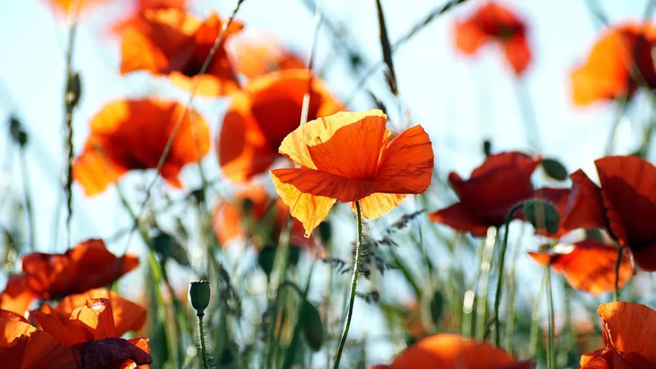 В Україну прийшов потужний антициклон: синоптикиня поділилася прогнозом 