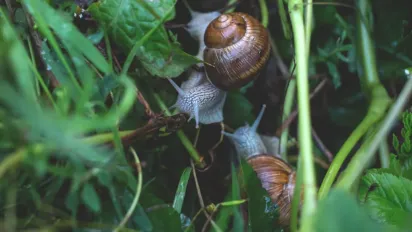 Слимаки атакують: як врятувати врожай без хімії - фото