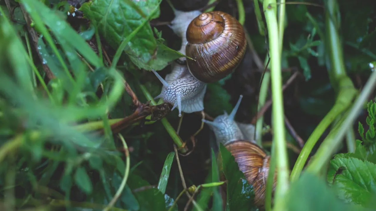 Слимаки атакують: як врятувати врожай без хімії 