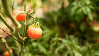 Як захистити огірки та помідори від павутинного кліща: ефективний засіб без хімії - фото