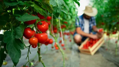 Не втратьте «золотий момент»: чим підживити помідори в липні для щедрого врожаю - фото