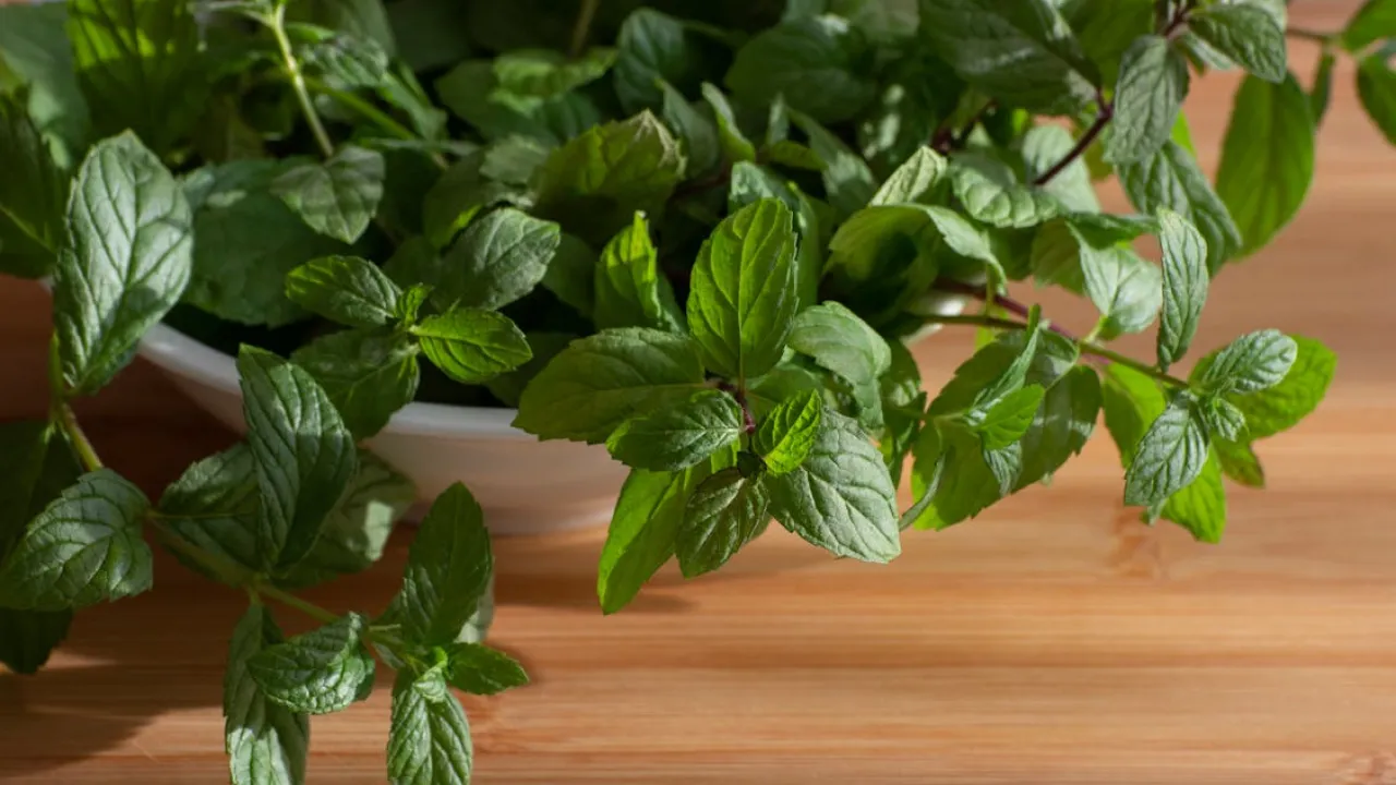 Не пропустіть момент: коли збирати м’яту, щоб зберегти її користь 