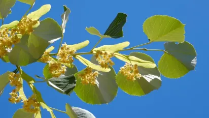 Що не можна робити 4 липня: народні прикмети й звичаї дня святого Андрія - фото