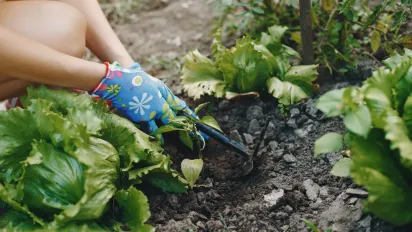 Чому не можна ділитися насінням з сусідами: народні прикмети - фото