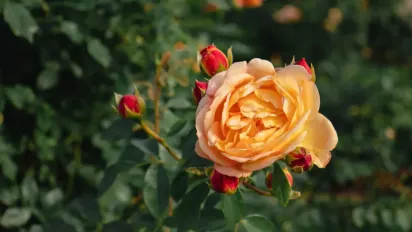 Чому троянди не пахнуть: причини втрати запаху та як повернути квітам їхній аромат - фото