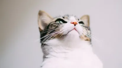 Що криється за фразами «Йошкин кот» і «Ядрена вош»: значення та українські відповідники - фото