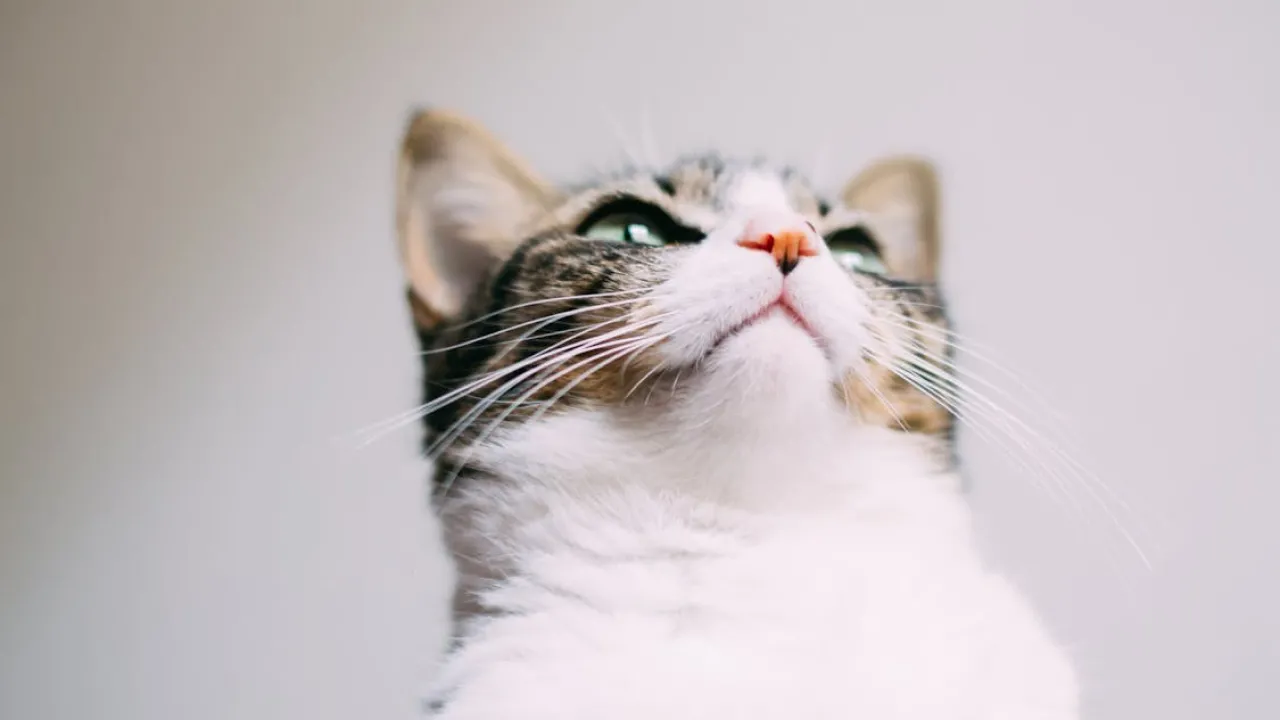 Що криється за фразами «Йошкин кот» і «Ядрена вош»: значення та українські відповідники 