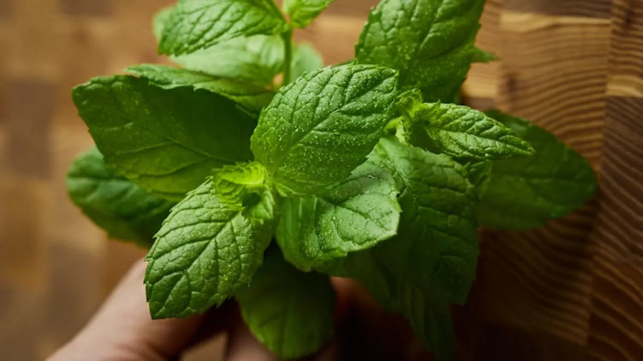 Як зварити варення-желе з м’ятою: детальний покроковий рецепт 