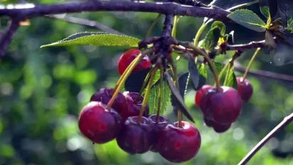 Вишня й черешня після врожаю: як уберегти дерева від хвороб і виснаження - фото